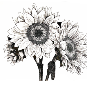 ‘Sunflower Trio’