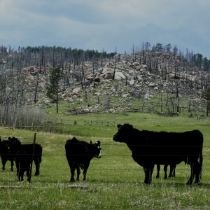 ‘Hey Look, Cows!’ 4x6 Print